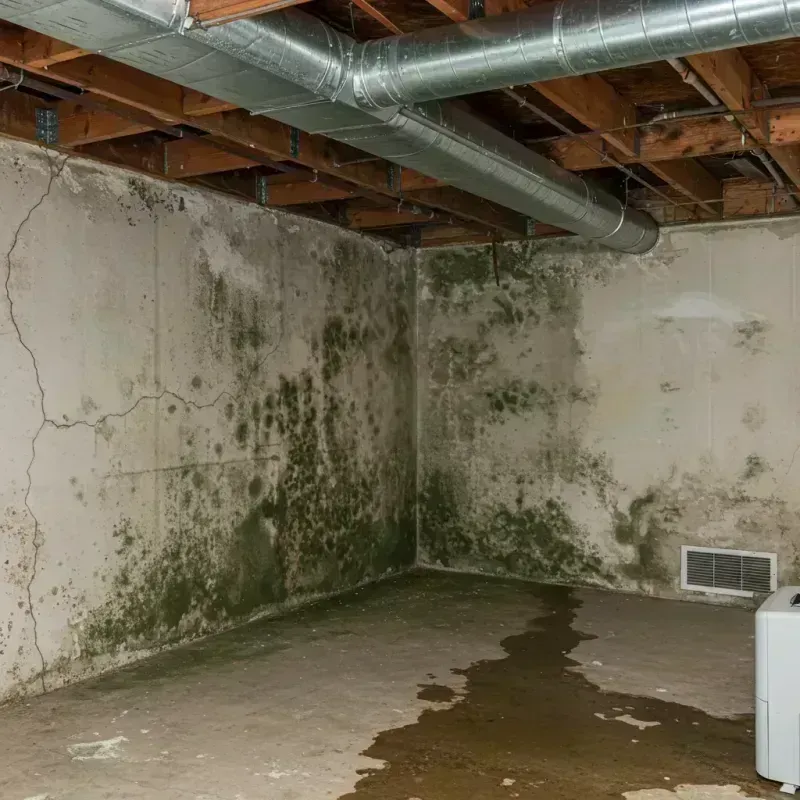 Professional Mold Removal in Evergreen, AL